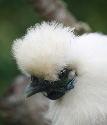 POULE SOIE BLANCHE