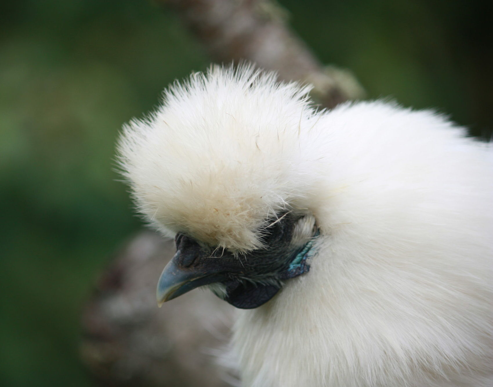 POULE SOIE BLANCHE