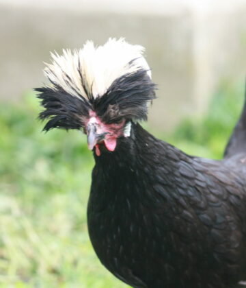 POULE HOLLANDAISE HUPPEE NOIRE