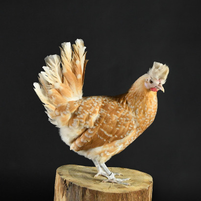 Poule Appenzelloise fond noir