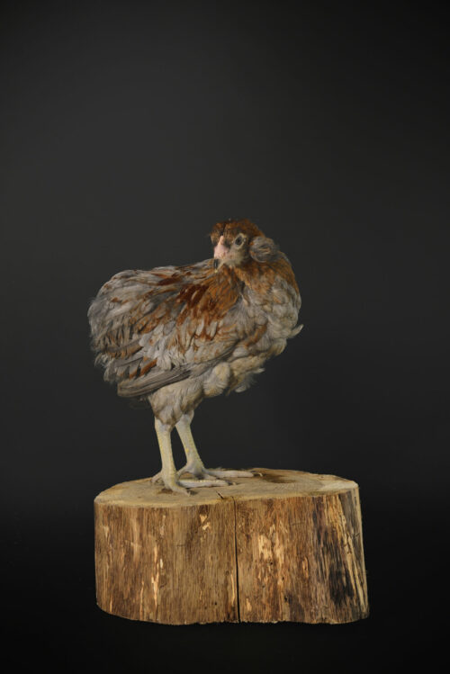 Poule Araucana Magalli