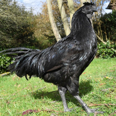 Ayam Cemani - en situation