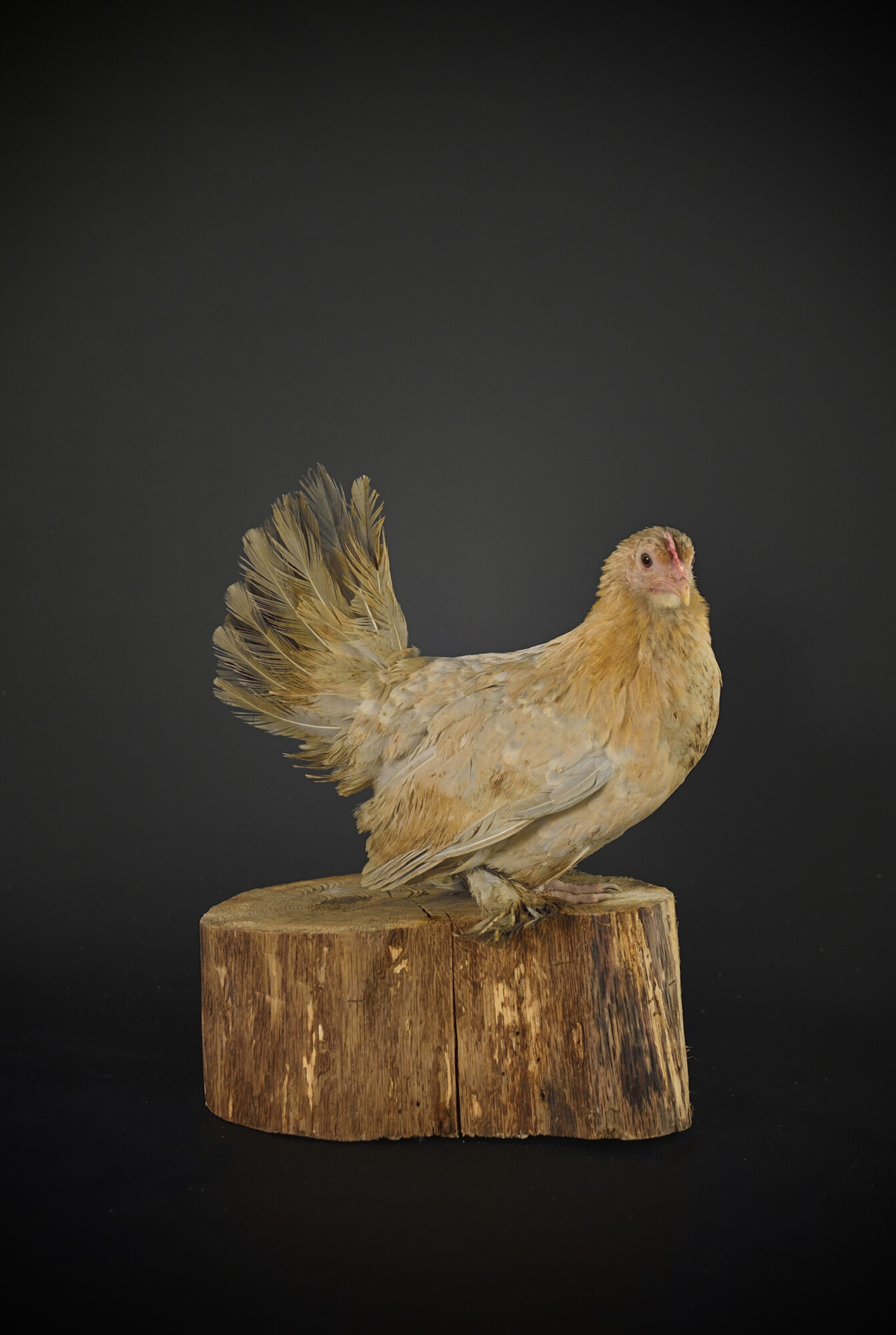 Barbue D'uccle Magalli