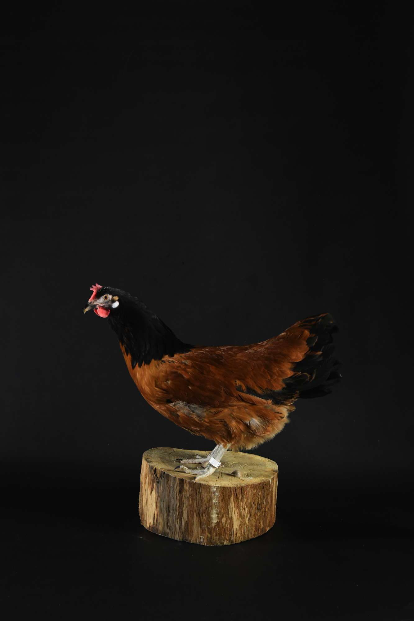 Poule Vorwek