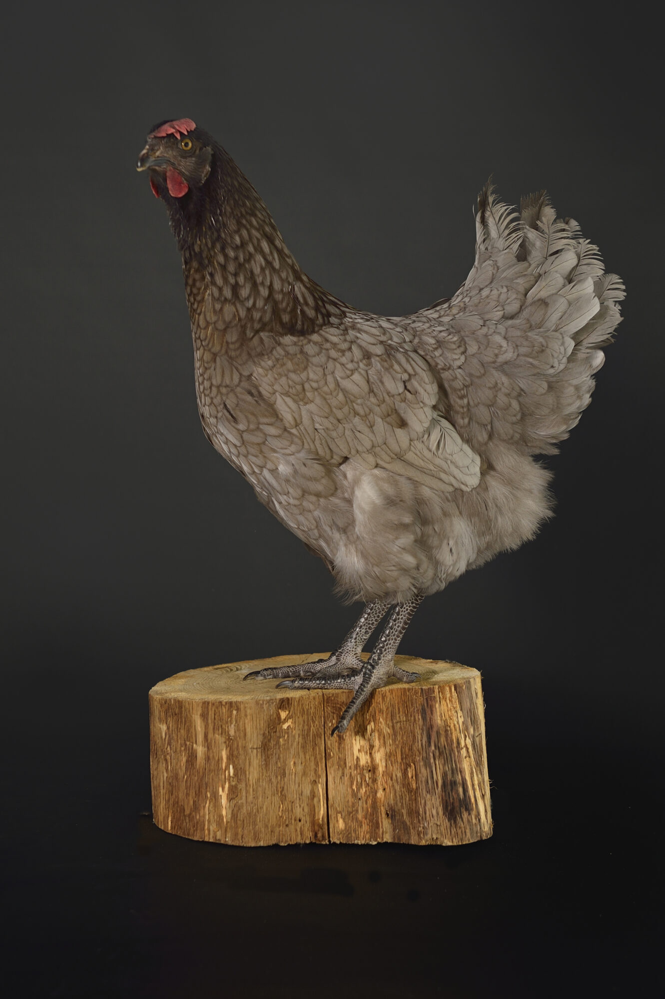 Poule Grise