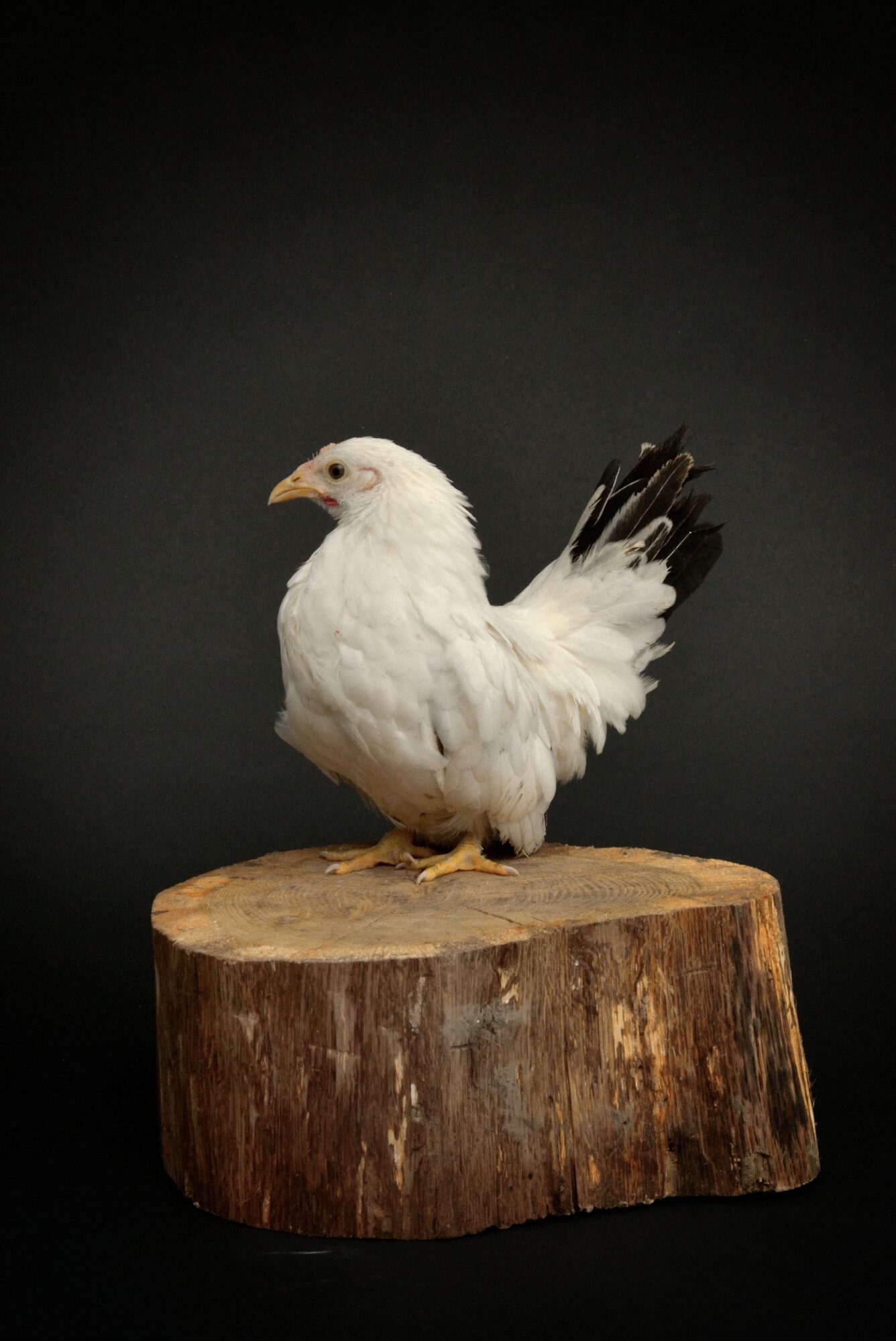 Poule Nagasaki – Image 2