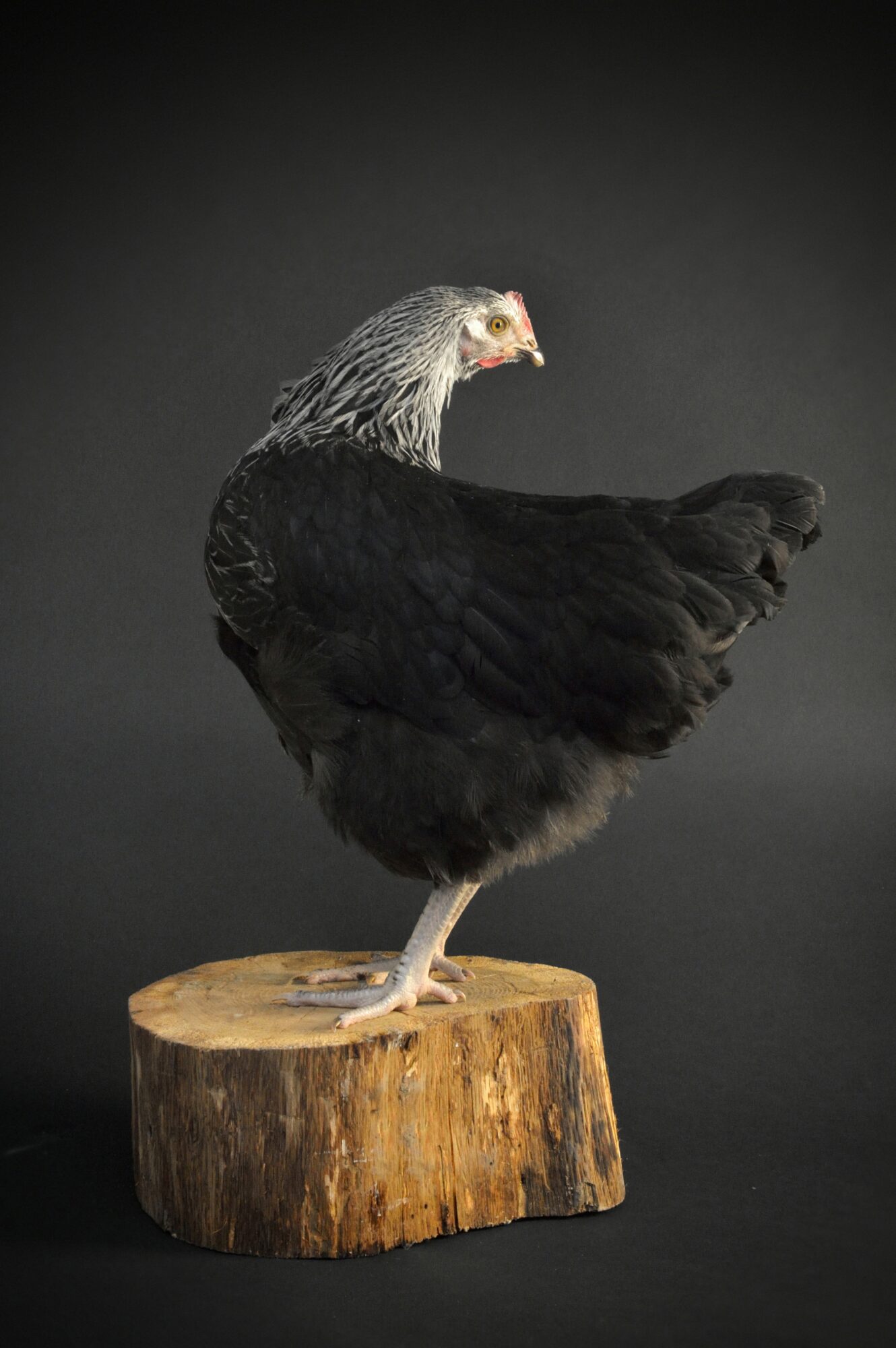 Poule Médicis – Image 2