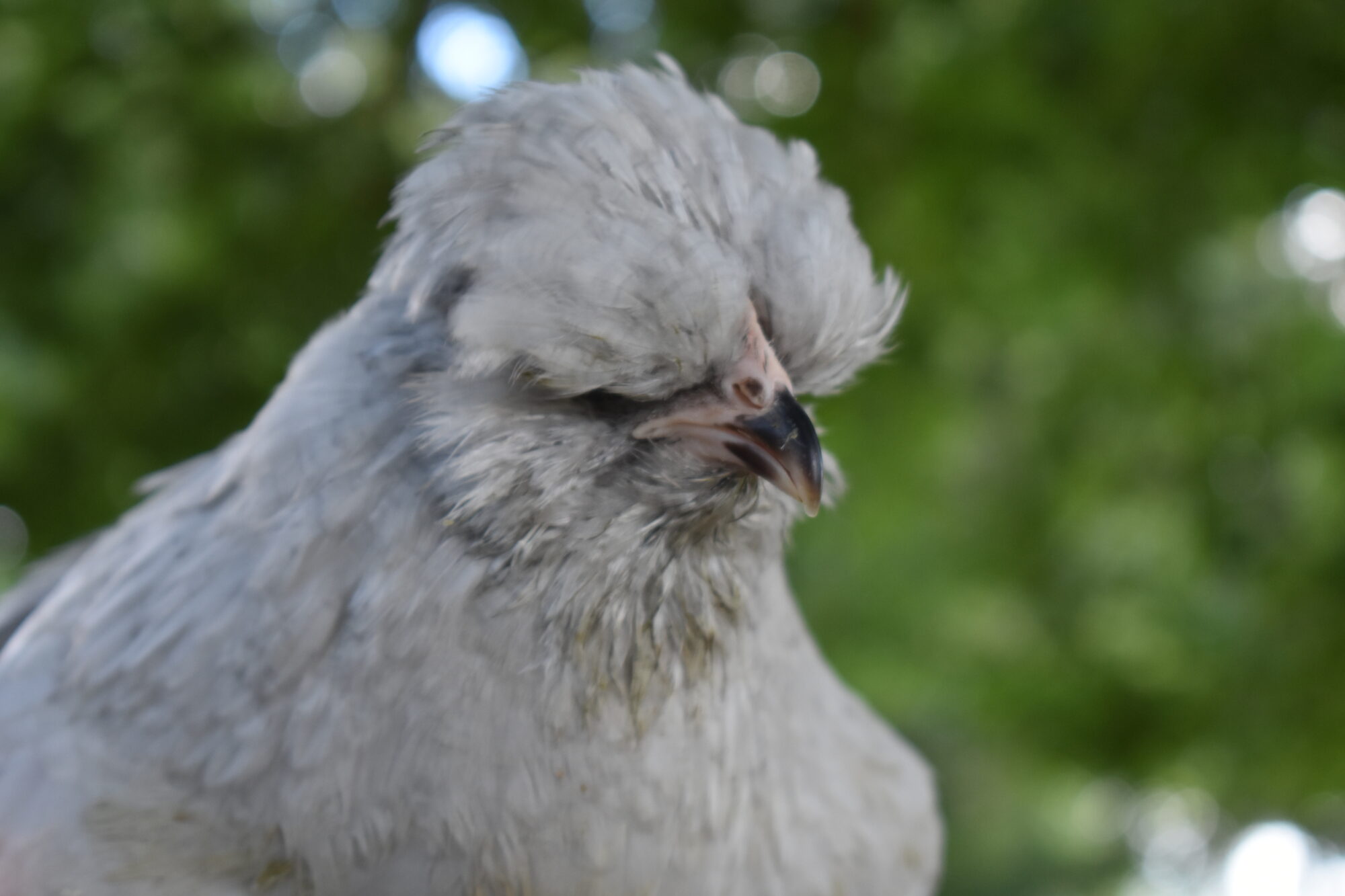 Poule d'ornement - Ameraucana