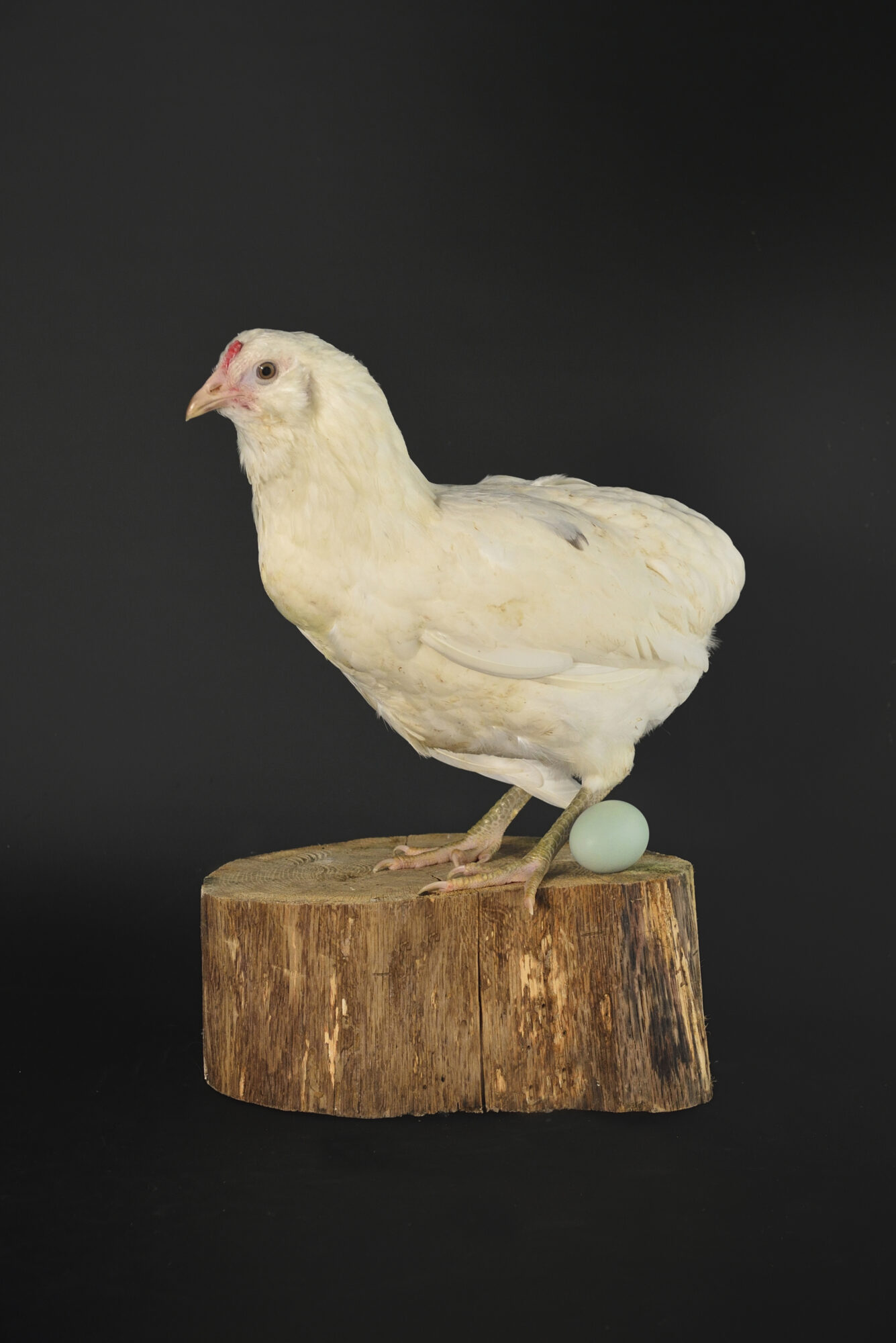 Poule Emeraude – Image 2