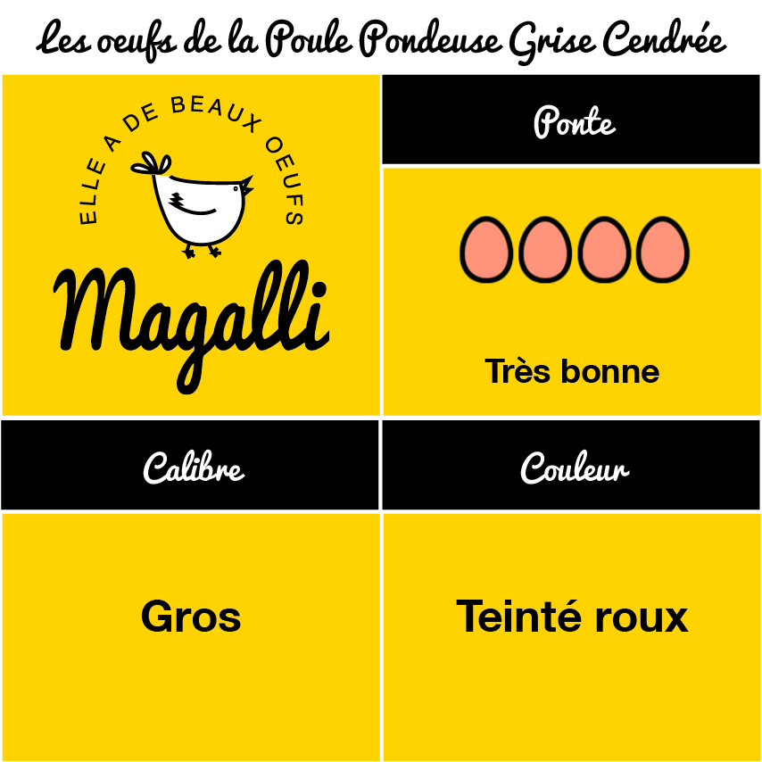 Poule Grise Cendrée – Image 4