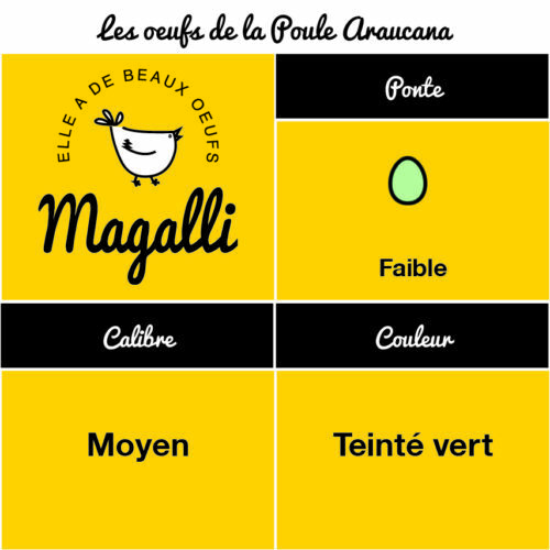 Poule Ardennaise – Image 4