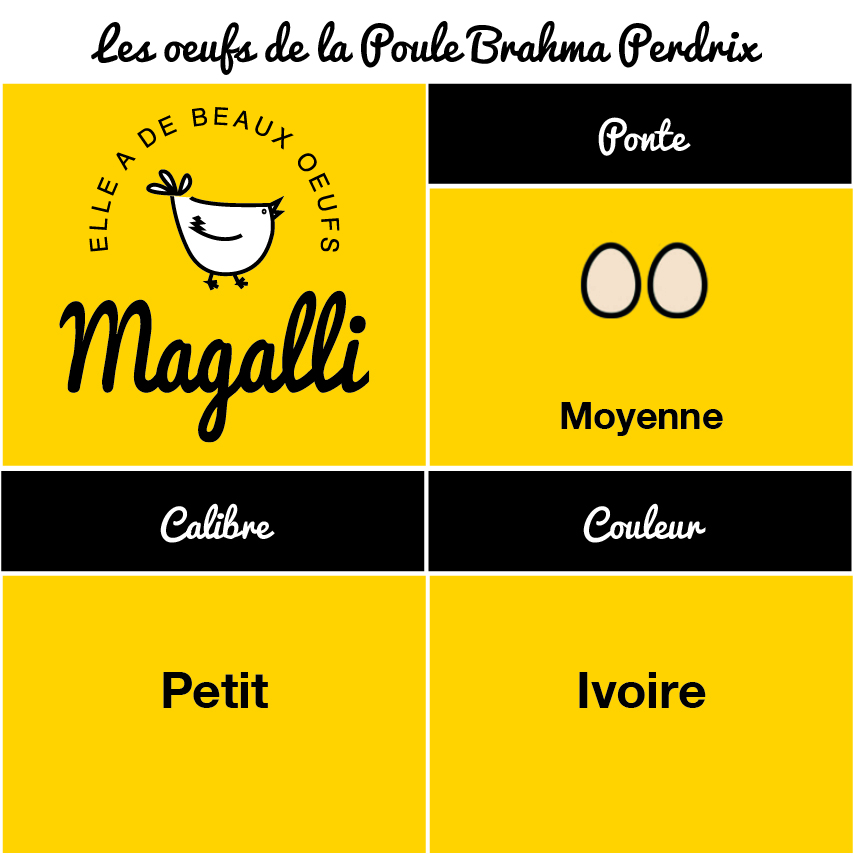 tableau-oeufs-poule-brahma