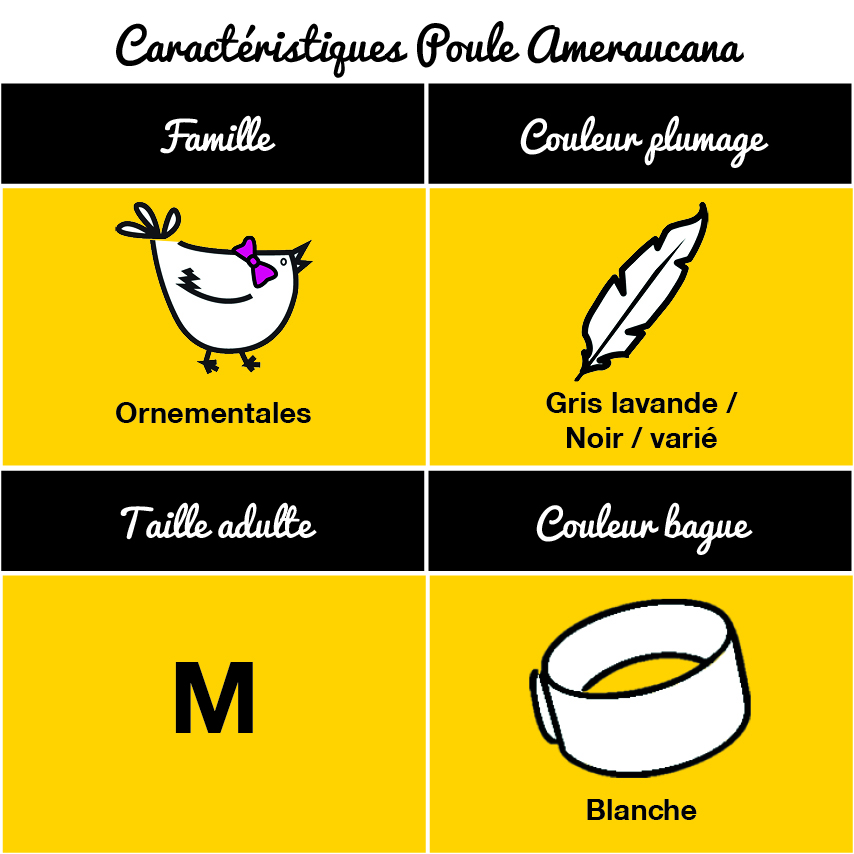 Tableau poule ameraucana
