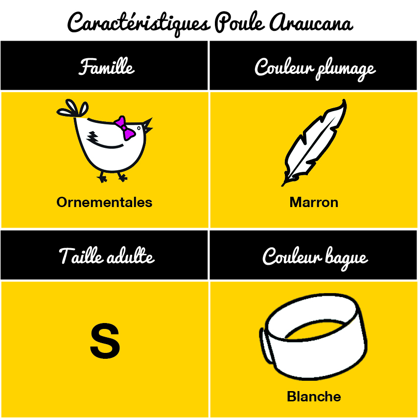 Tableau Poule Araucana