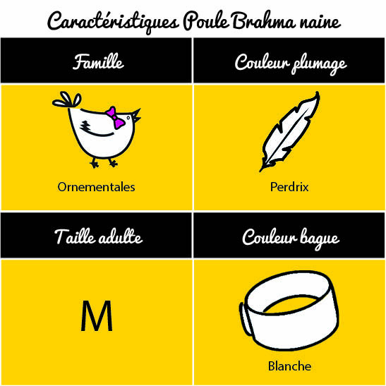 tableau-poule-brahma-naine