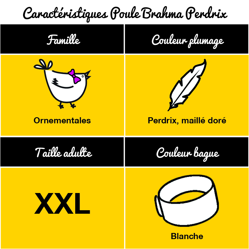 tableau-poule-brahma