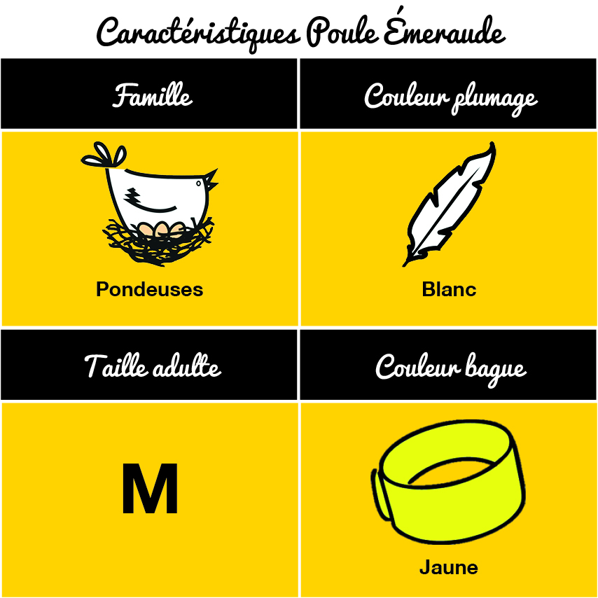 tableau-poule-emeraude