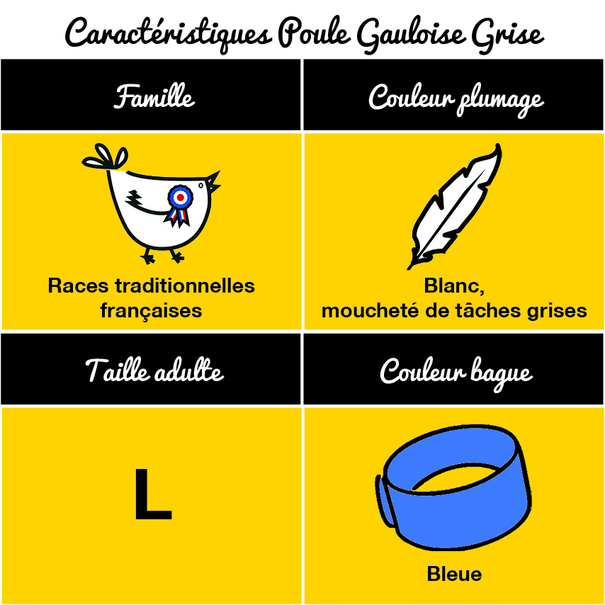 Poule Gauloise Grise – Image 3