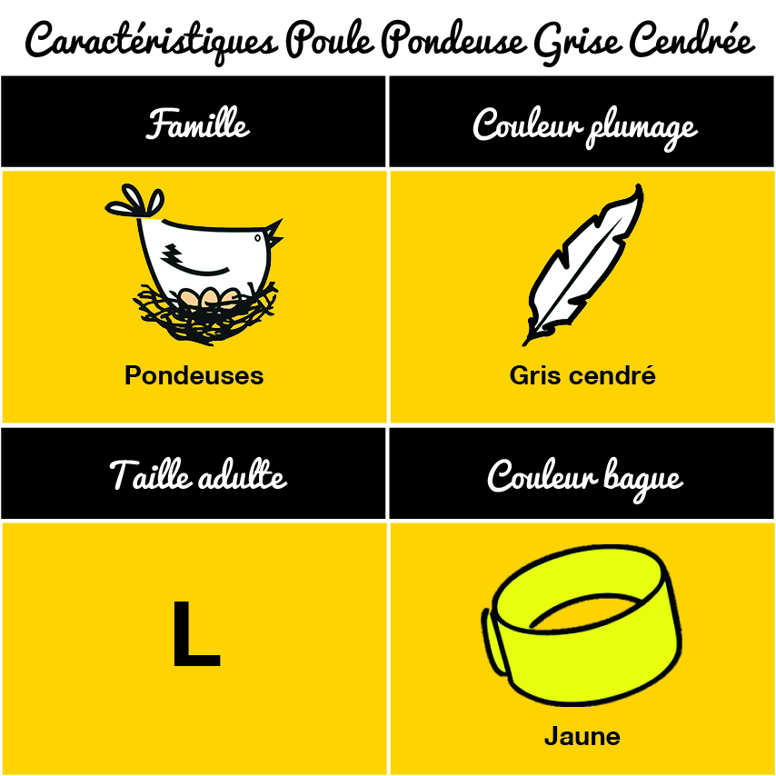 Poule Grise Cendrée – Image 3