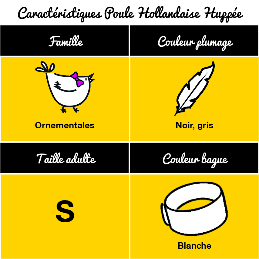 tableau-poule-hollandaise-huppee