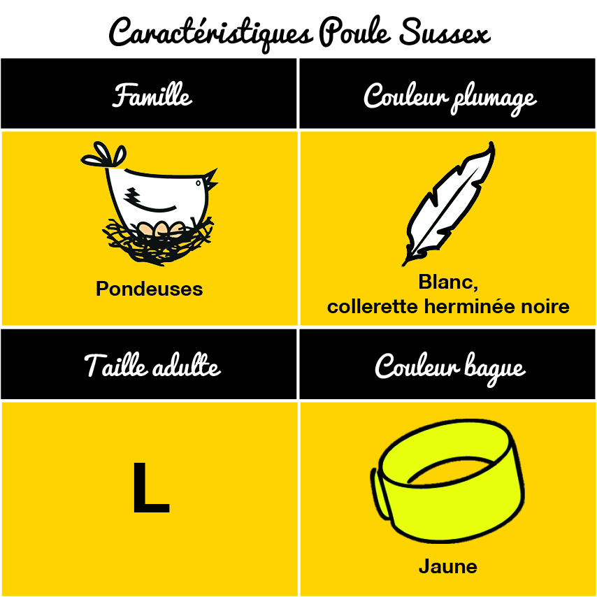 tableau-poule-sussex