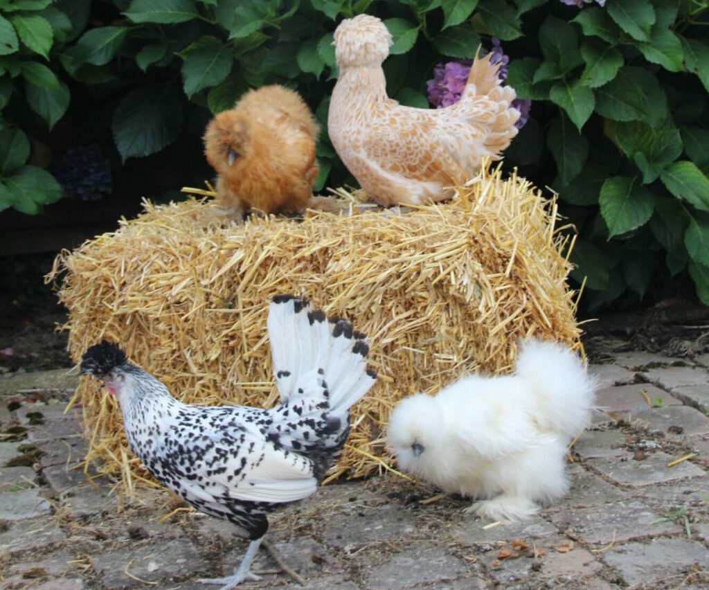 Poules d'ornement Magalli