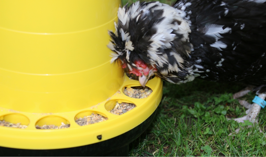 poule qui picore